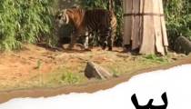 تعبیر خواب ببر