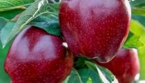 Компании, продающие иранские яблоки в Россию