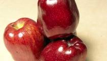 سیب قرمز لوکس مراغه همراه با قیمت سیب مراغه