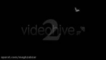 تعبير خواب کبوتر