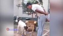 هوش جالب بزغاله در تقلید حرکات صاحبش