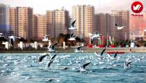آموزش آنلاین  و حضوری عکاسی