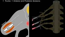 آناتومی شبکه بازویی یا همان شبکه براکیال (	plexus brachialis)