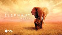 فیلم ملکه فیل - The Elephant Queen 2019