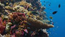 صخره دلفین - Dolphin Reef 2020