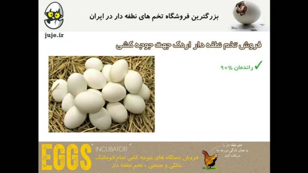 فروش تخم نطفه دار اردک درجه 1 و سودآور