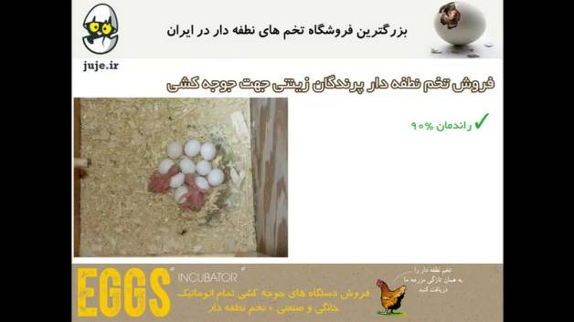 تخم نطفه دار سالم پرندگان زینتی ، بهترین گزینه برای درآمد بیشتر