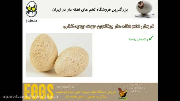 جوجه کشی آسان بوقلمون با تخم های نطفه دار مرغوب