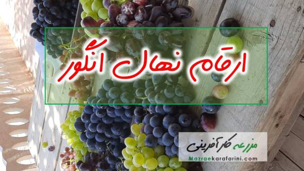 نهال انگور خود را از نهالستانهای معتبر در سایت مزرعه کارآفرینی بخرید