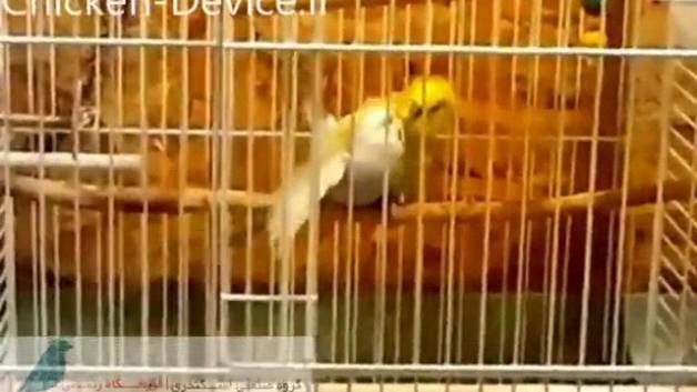 ویدیو جفت گیری مرغ عشق