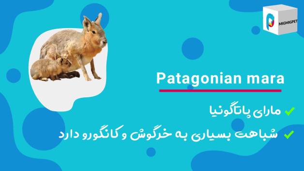 10 حیوان نادر که از وجودشان بی‌خبریم!