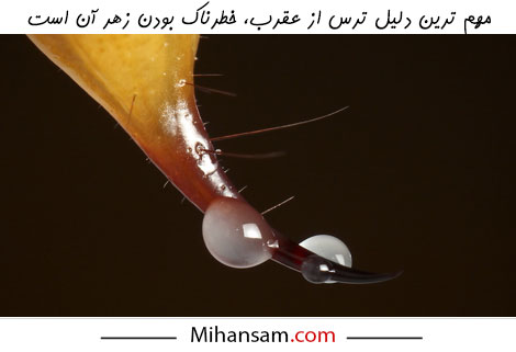سم تخصصی برای دفع عقرب