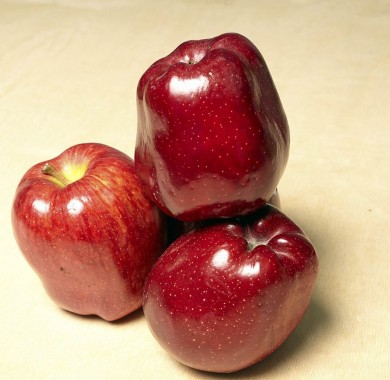 سیب قرمز لوکس مراغه همراه با قیمت سیب مراغه