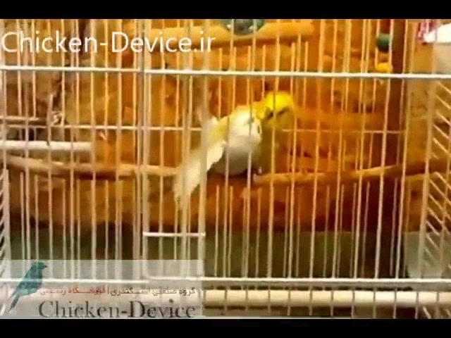 ویدیو جفت گیری مرغ عشق