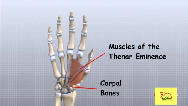 آناتومی دست (Hand anatomy)